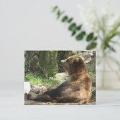 Carte Postale Ours fatigué (Debout devant)