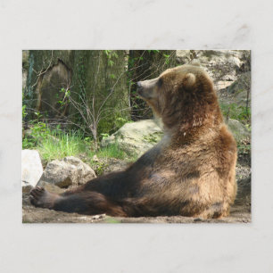 Carte Postale Ours fatigué
