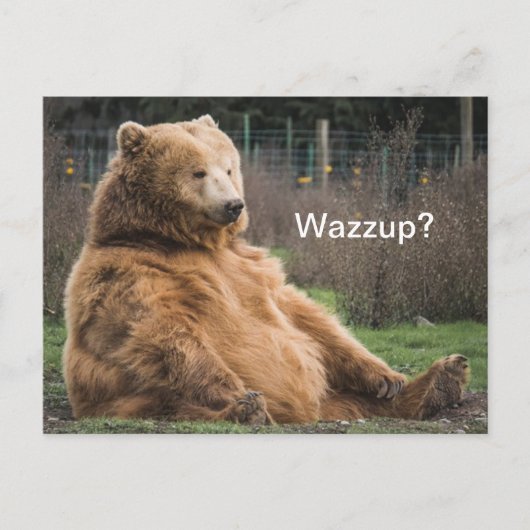 Carte Postale Ours Grizzli (Devant)