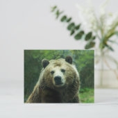 Carte Postale Ours grizzli (Debout devant)