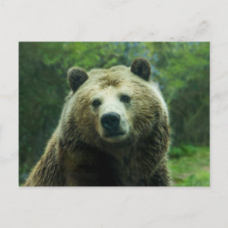 Carte Postale Ours grizzli