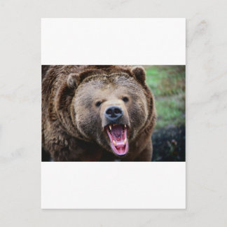 Carte Postale Ours grizzli