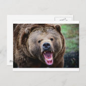 Carte Postale Ours grizzli (Devant / Derrière)