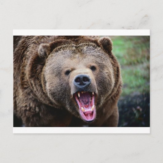 Carte Postale Ours grizzli (Devant)