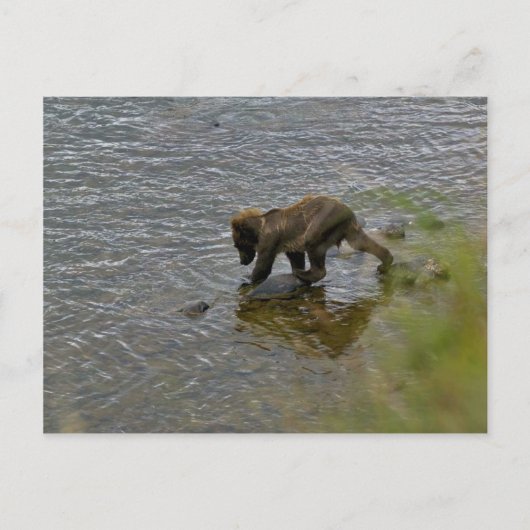 Carte Postale Ours grizzli (Devant)