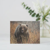 Carte Postale Ours grizzli aux lèvres bleues (Debout devant)