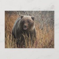 Ours grizzli aux lèvres bleues
