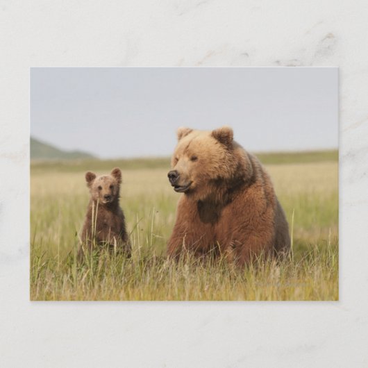 Carte Postale Ours grizzli avec petit (Devant)