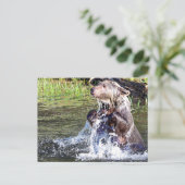 Carte Postale Ours grizzli dans l'eau (Debout devant)