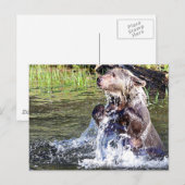 Carte Postale Ours grizzli dans l'eau (Devant / Derrière)