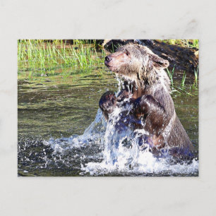 Carte Postale Ours grizzli dans l'eau