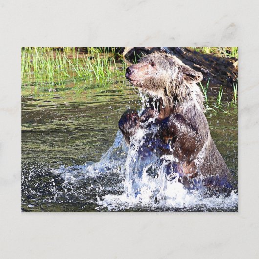 Carte Postale Ours grizzli dans l'eau (Devant)