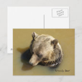 Carte Postale Ours grizzli dans l'eau (Devant / Derrière)