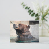 Carte Postale Ours grizzli dans l'eau (Debout devant)