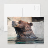 Carte Postale Ours grizzli dans l'eau (Devant / Derrière)