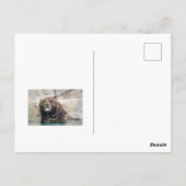 Carte Postale Ours grizzli dans l'eau (Dos)