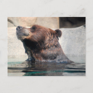 Carte Postale Ours grizzli dans l'eau