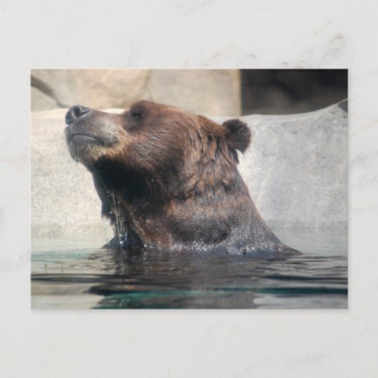 Carte Postale Ours grizzli dans l'eau (Devant)