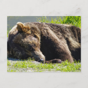 Carte Postale Ours grizzli de l'Alaska couchant