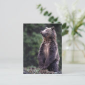 Carte Postale Ours Grizzli debout (Debout devant)