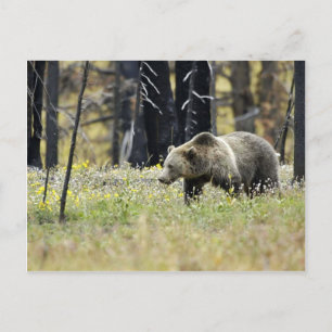 Carte Postale Ours grizzli en campagne dans le parc national Yel