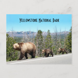 Carte Postale Ours grizzli sauvage Mama et les oursons à Yellows