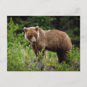 Carte Postale Ours grizzlis sauvages en Alaska