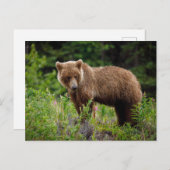 Carte Postale Ours grizzlis sauvages en Alaska (Devant / Derrière)