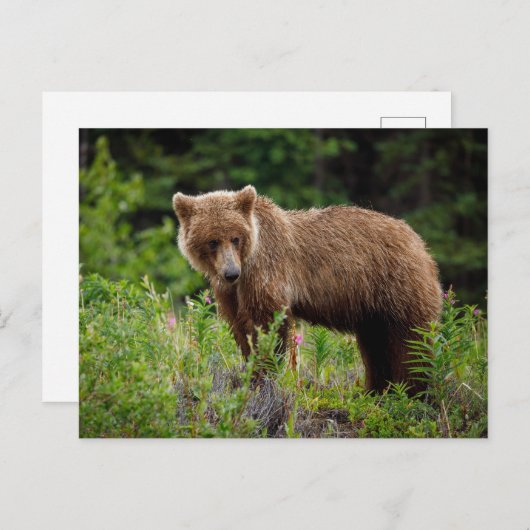 Carte Postale Ours grizzlis sauvages en Alaska (Devant / Derrière)