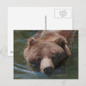 Carte Postale Ours grizzly (Devant / Derrière)