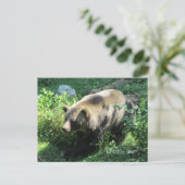 Carte Postale Ours grizzly (Debout devant)
