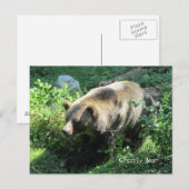 Carte Postale Ours grizzly (Devant / Derrière)
