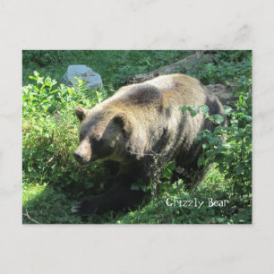Carte Postale Ours grizzly