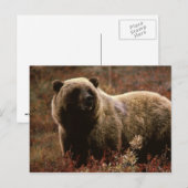 carte postale ours grizzly (Devant / Derrière)
