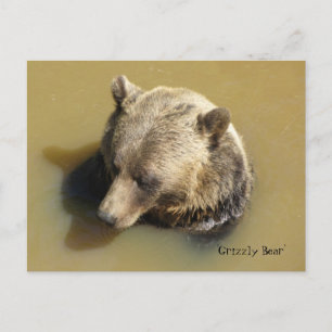 Carte Postale Ours Grizzly dans l'Eau