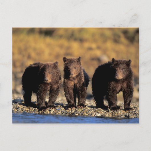 Carte Postale Ours grizzly, ours brun, oursons, Katmai National (Devant)