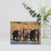 Carte Postale Ours grizzly, ours brun, oursons, Katmai National (Debout devant)