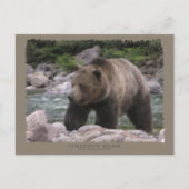 Carte Postale Ours grizzly - Pastels (Devant)