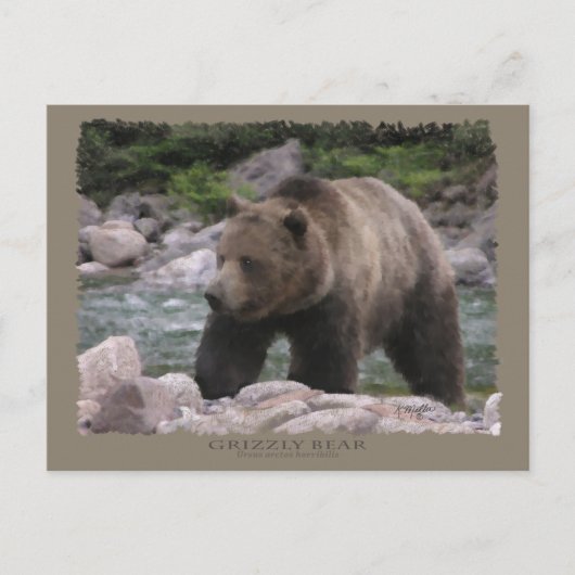 Carte Postale Ours grizzly - Pastels (Devant)
