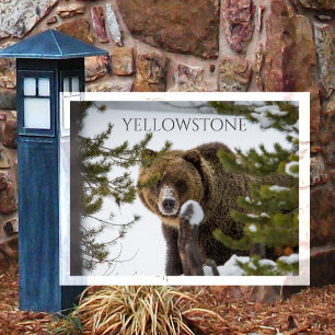 Carte Postale Ours Grizzly, Se Cachant Dans Le Parc National De