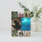 Carte Postale Ours joueurs (Debout devant)