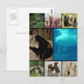Carte Postale Ours joueurs (Devant / Derrière)