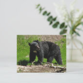 Carte Postale Ours Kasha 2 (Debout devant)