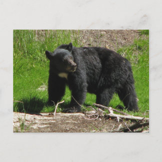 Carte Postale Ours Kasha 2