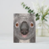 Carte Postale Ours koala (Debout devant)