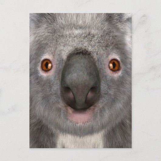 Carte Postale Ours koala (Devant)