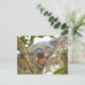 Carte postale Ours Koala (Debout devant)