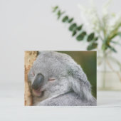 Carte Postale Ours Koala (Debout devant)
