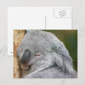 Carte Postale Ours Koala (Devant / Derrière)