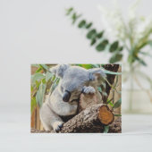 Carte Postale Ours Koala couché (Debout devant)